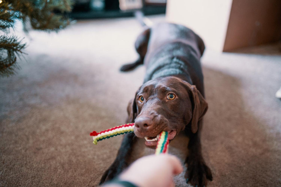 How To Choose the Best Safe Chew Toys for Dogs