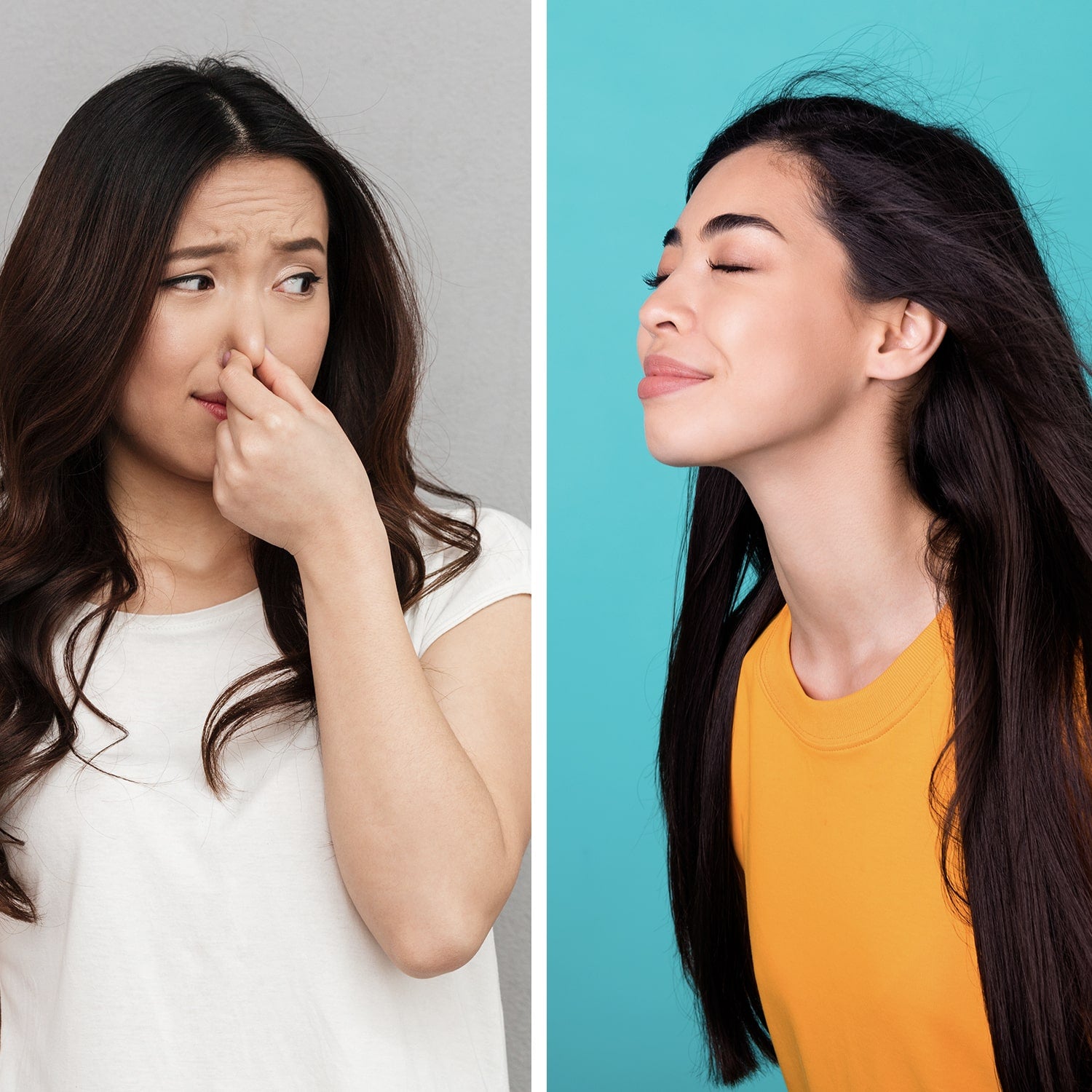 Horsepower Bull Shot – BulbHead Horsepower Bull Shot – BulbHead