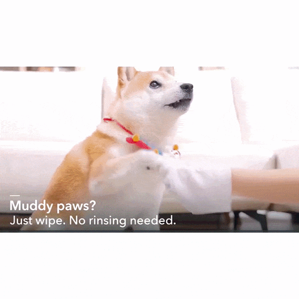 A Shiba Inu sits on a couch while a person wipes its muddy paws with a white cloth. Text on image: Muddy paws? Just wipe—no rinsing needed! Clean gently and effectively with Hypoallergenic Dog & Cat Bathing Glove Wipes.
