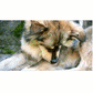 Pet RXⓇ Topical Wipes for Cleansing