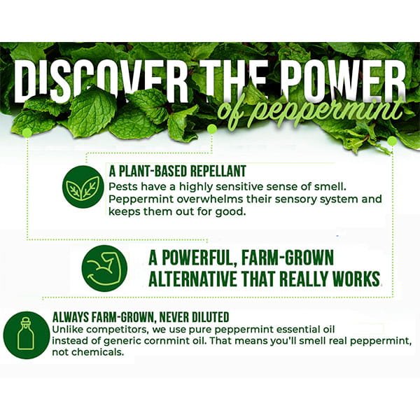 Infographic with mint leaves and text promotes All Natural Peppermint Oil Insect Repellent Spray—a plant-based repellent made from pure, undiluted farm-grown peppermint, not chemicals. Highlights its strong scent and effective pest control.