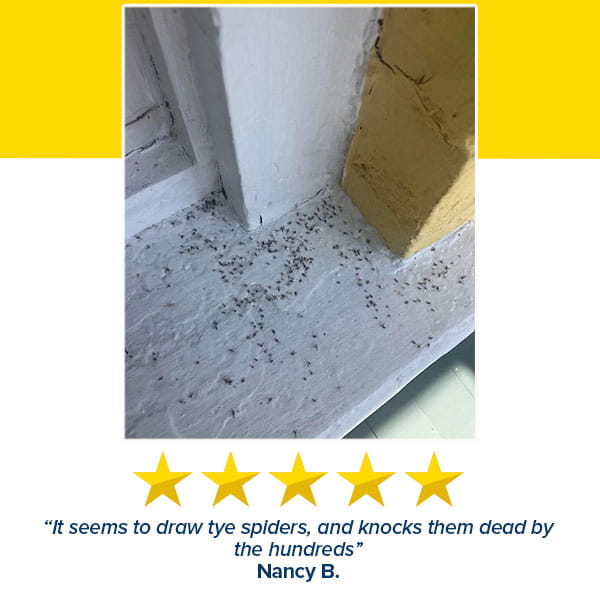 A cluster of dead insects lines a white windowsill. Below, a five-star review reads: All Natural Peppermint Oil Insect Repellent Spray draws out spiders and knocks them dead by the hundreds—Nancy B.