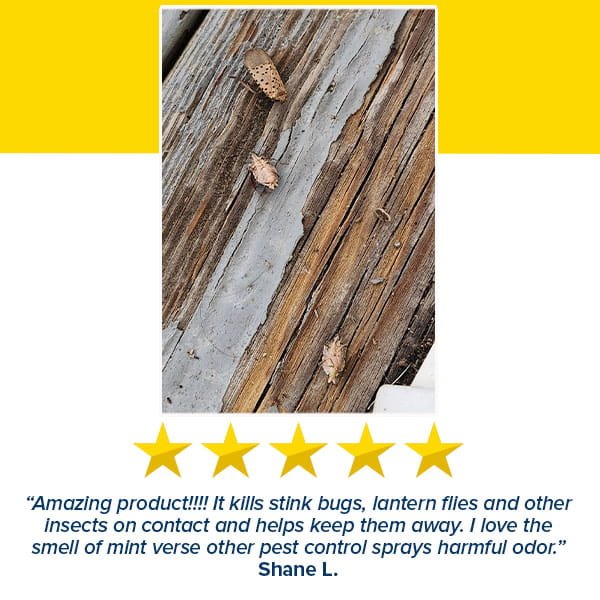 Close-up of three dead bugs on weathered wood. Below, five yellow stars and a review from Shane L. praising All Natural Peppermint Oil Insect Repellent Spray for instantly killing insects and its fresh mint scent.