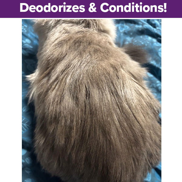 A fluffy gray cat lies on a blue patterned blanket, back to the camera. A purple banner reads, Deodorizes & Conditions!—perfect for use with Cat Waterless Shampoo with Brush.