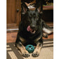 A black and tan German Shepherd lies on a rug indoors, licking its nose and resting its paws on the Dog Treat Toy With Refill Treats.