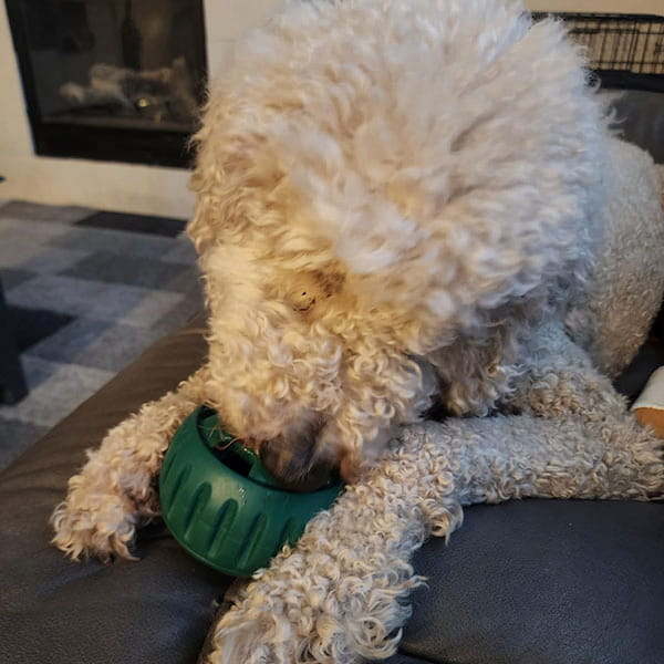 A curly-haired dog chews on a Dog Treat Toy With Refill Treats while lying on a couch. The dog’s face is partially hidden by its fur and the toy.