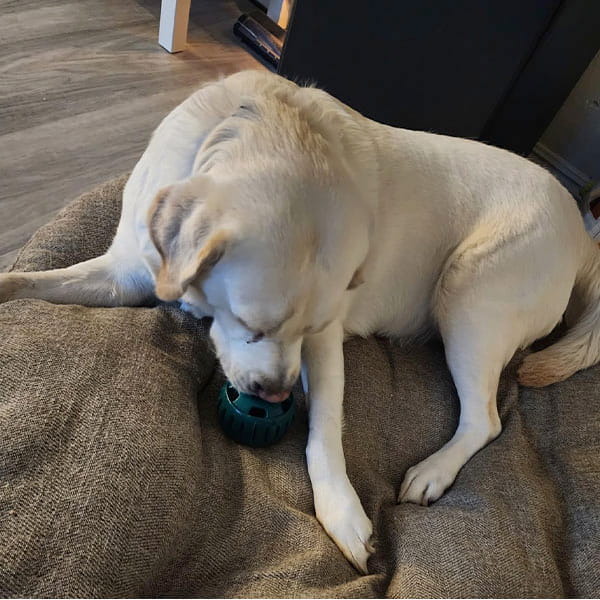 A yellow Labrador retriever lies on a large cushion, intently licking or chewing on a green Dog Treat Toy With Refill Treats filled with peanut butter dog treats.