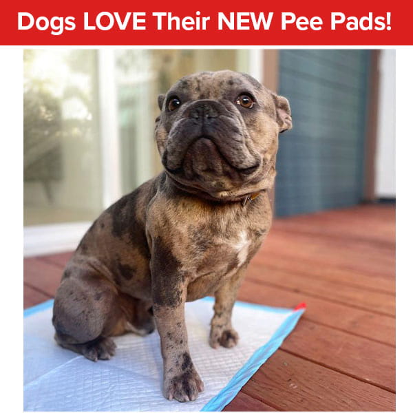 A brindle bulldog sits on a white Drawstring Pee Pad (Includes 25 Pads) on a wooden deck. The image features a red banner at the top that reads, Dogs LOVE Their NEW Pee Pads!.
