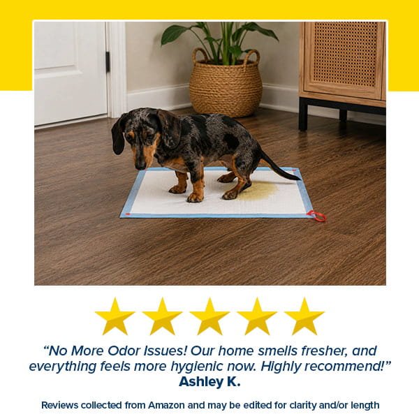 A small black and brown dachshund puppy sits on a Drawstring Pee Pad (Includes 25 Pads) in a room with wood flooring and a potted plant. Five gold stars and a positive customer review appear below the image.