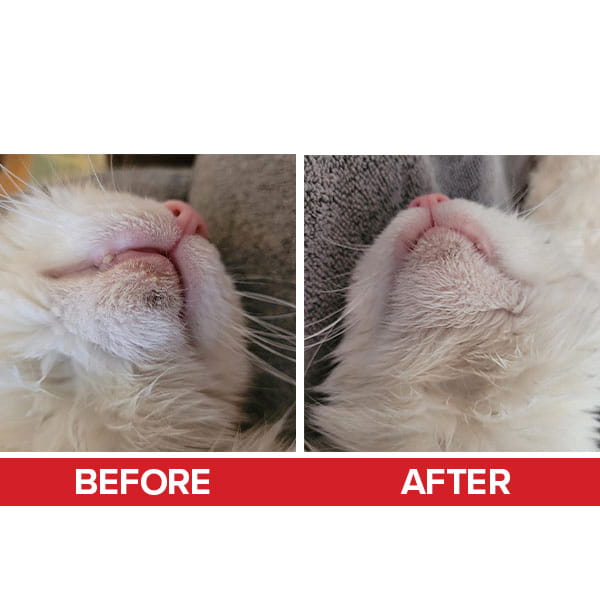 Close-up comparison of a cat’s chin before and after cleaning with Pet RXⓇ Topical Wipes for Cleansing, showing noticeable improvement; the before side has dark spots, while the after side appears cleaner. Text labels: BEFORE and AFTER in red at the bottom.