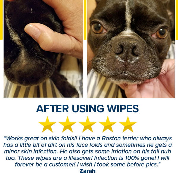 Two photos feature a Boston terrier’s face and a hand gently pulling back its skin folds to demonstrate how Pet RXⓇ Topical Wipes for Cleansing help maintain hygiene. Below, a five-star review from Zarah praises these wipes for curing her dog’s skin infection and irritation with their effective chlorhexidine formula.