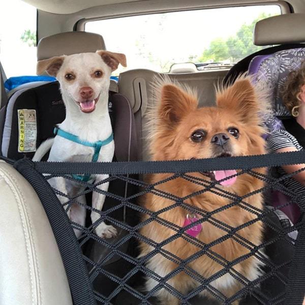 A white chihuahua and brown pomeranian sit in the back seat of a car. Car Net prevents them from jumping up front. 